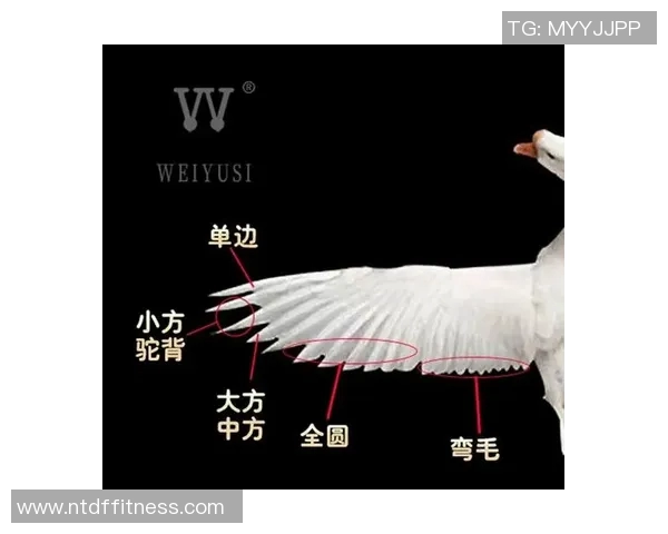 科学羽毛球训练方法的全面解析与实用技巧分享